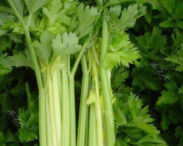 芹菜怎么有大的有小的