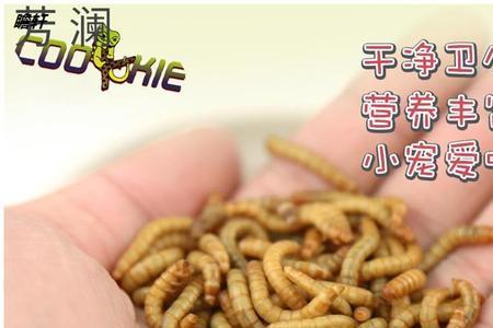 面包虫吃家具吗