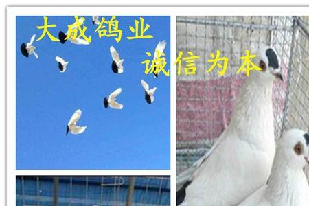 点子鸟是几级