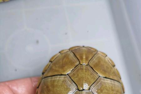 黄泽泥龟多大分公母