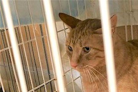 猫咪收容所去哪里找