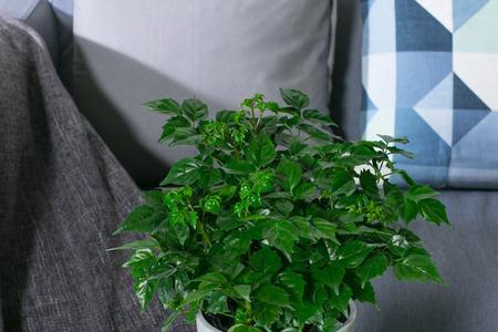 幸福树除甲醛喷雾有毒吗