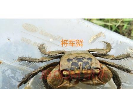 紫罗兰蟹可以深水饲养吗