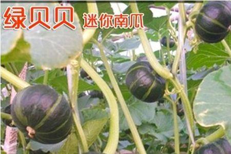 皮绿瓤黄色是南瓜吗