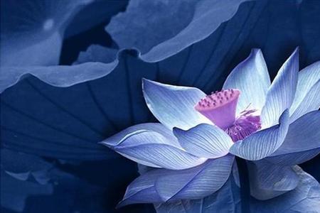 种蓝莲可以产多少蓝莲