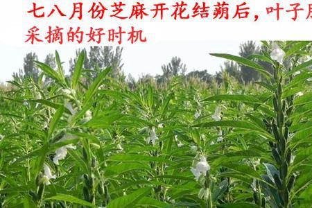 芝麻叶应该什么时候采摘