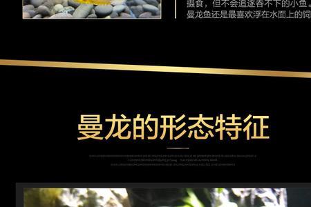 金曼龙鱼好养吗