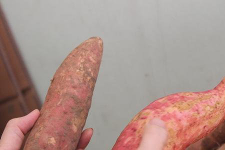 广西蜜薯什么时候成熟