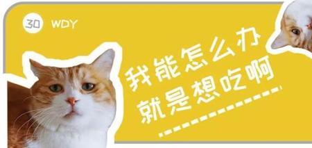 猫不吃牛肉怎么回事