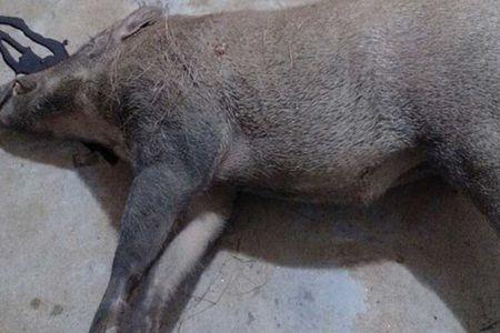 野猪肉宝宝可以吃吗