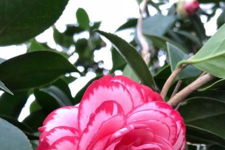 茶花品种排名第一名