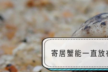 米色寄居蟹长什么样
