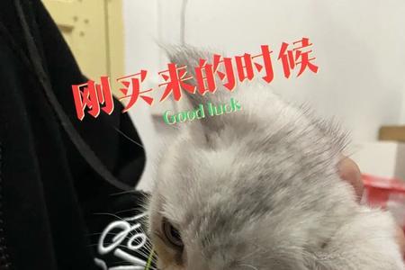 戴孝猫养了会怎么样