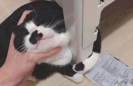 猫咪犯错打它它会不会有记性