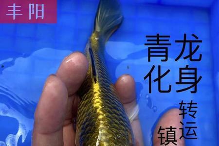 家养小鲤鱼能活多久