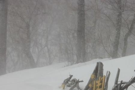 一个木一个雪念什么