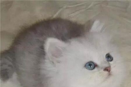 金吉拉母猫介绍
