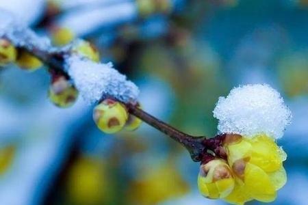 傲雪斗霜形容什么花