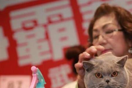 怎么给猫建立权威