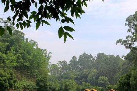 乐山金鹰山庄可钓鱼吗