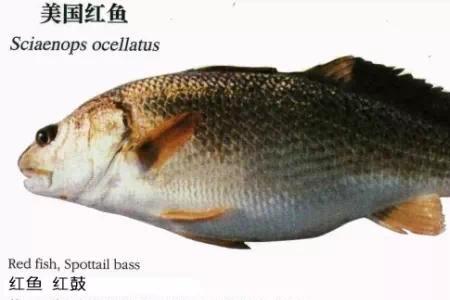 石首鱼多少一斤