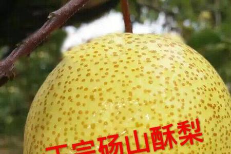 砀山梨怎么装箱