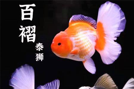 百褶泰狮单尾好还是双尾好