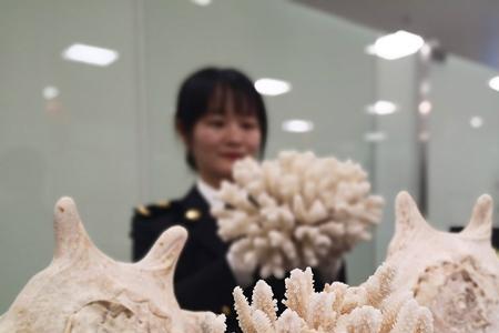 海月贝壳是否属于濒危物种