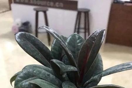 绿金刚橡皮树形态特征