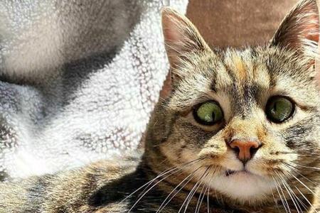 花猫是国家保护动物吗