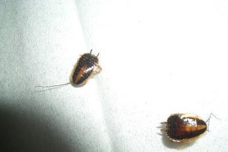 广东哪个季节蟑螂多