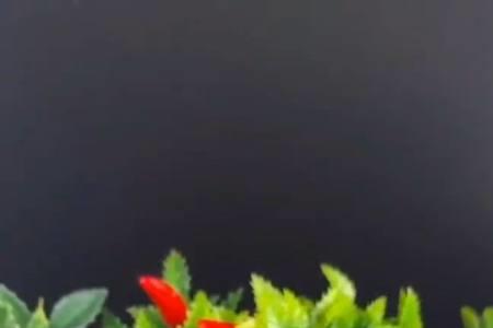 花花咸菜的腌法