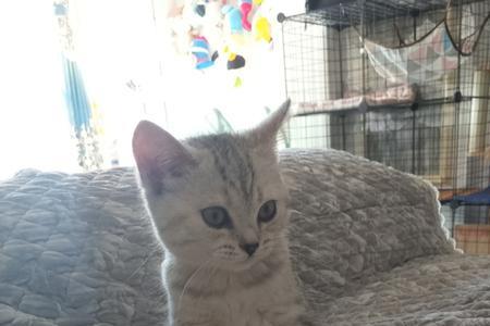 英短母猫体重参照表