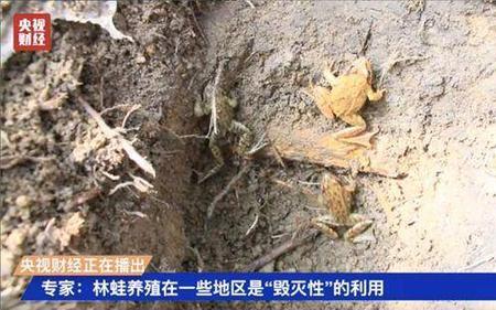 林蛙白天下山还是晚上下山