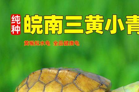 小彩龟为什么喜欢阴影的地方