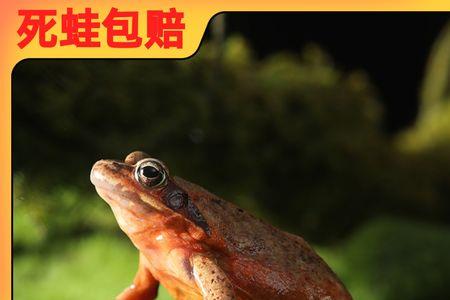 东北林蛙哪里最出名
