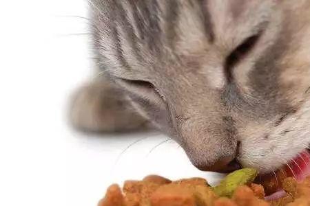 猫咪一直吃生骨肉会腻吗