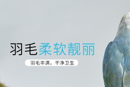 伊莎牡丹鹦鹉为什么贵