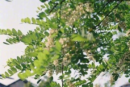 山川知夏岁华灼灼什么意思