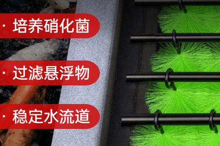 毛刷可以培养硝化细菌吗