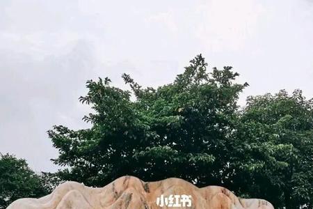 大亚湾红树林公园开放时间