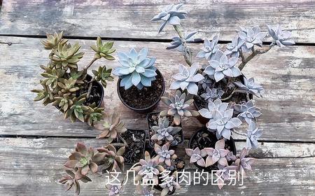 胧月和太妃糖的区别