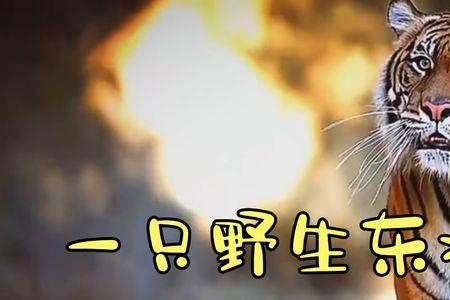东北方言虎字开头都有啥
