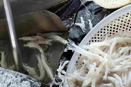 莲花湖大银鱼做法