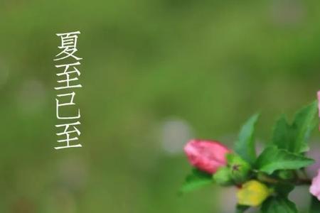 木槿花开网名代表什么