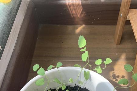 薄荷播种后如何分辨小苗