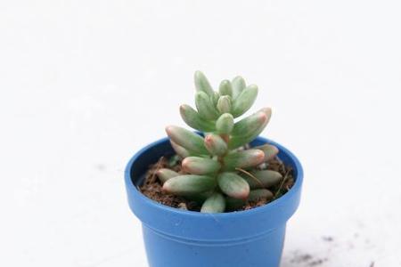 小波波属于什么品种