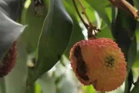 内江适合种荔枝树吗