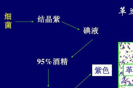 HE染色的实验目的