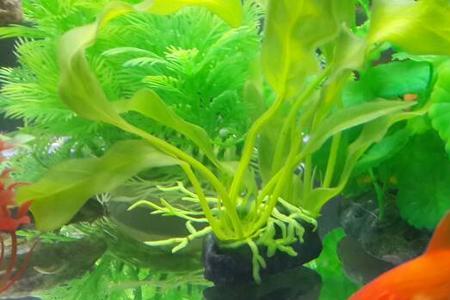 锦鲤可以和水草一起泡水吗